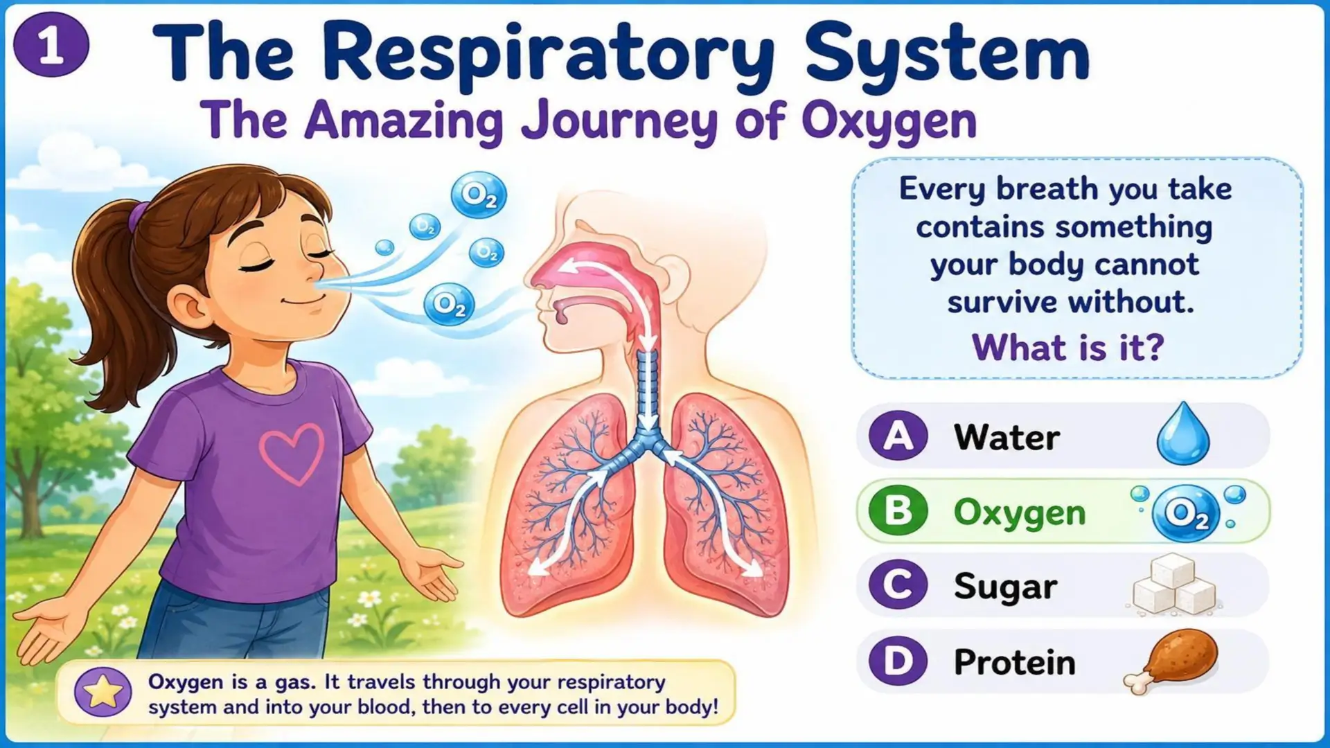 The Respiratory System: The Amazing Journey of Oxygen 1