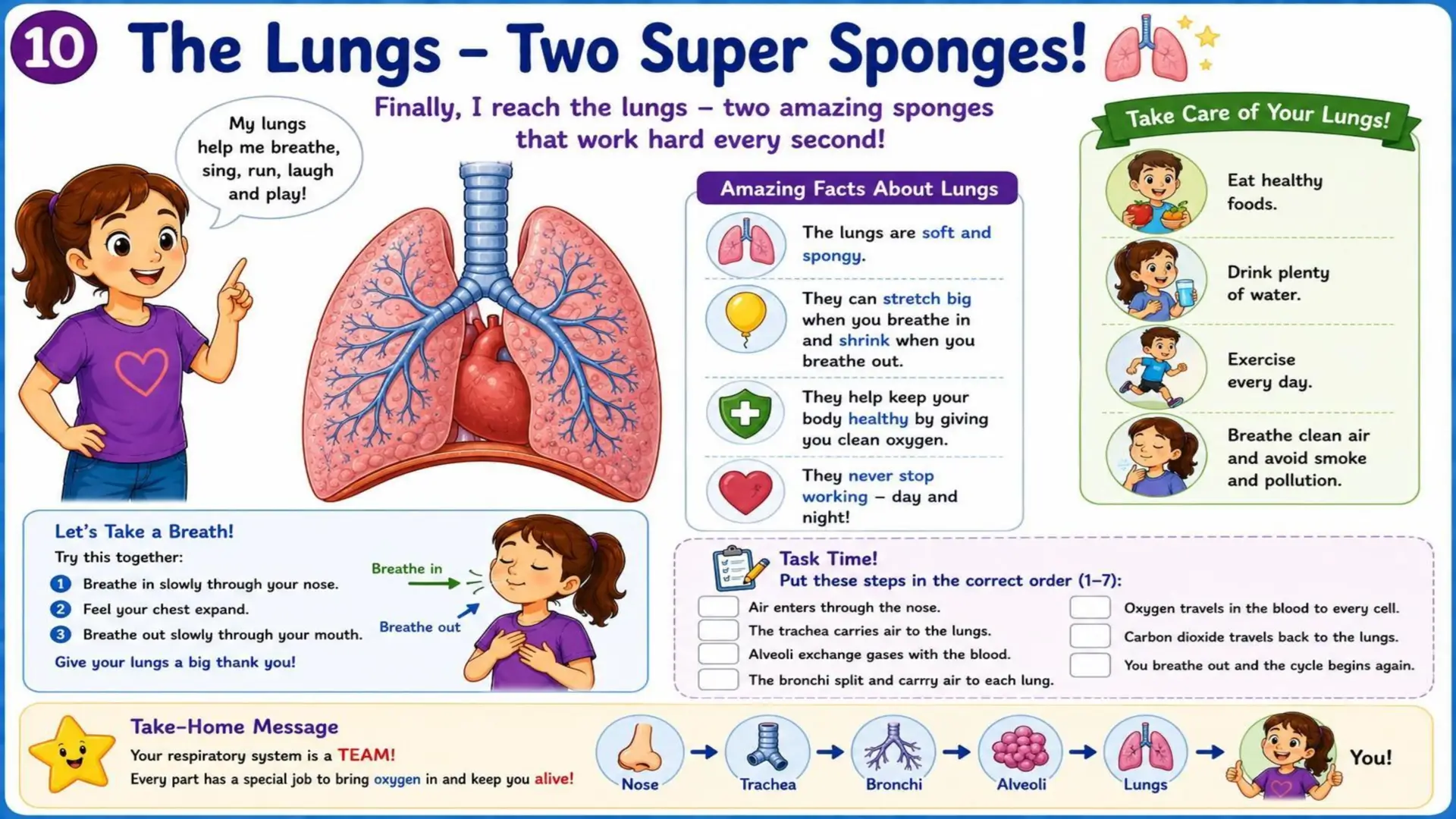 The Respiratory System: The Amazing Journey of Oxygen 10