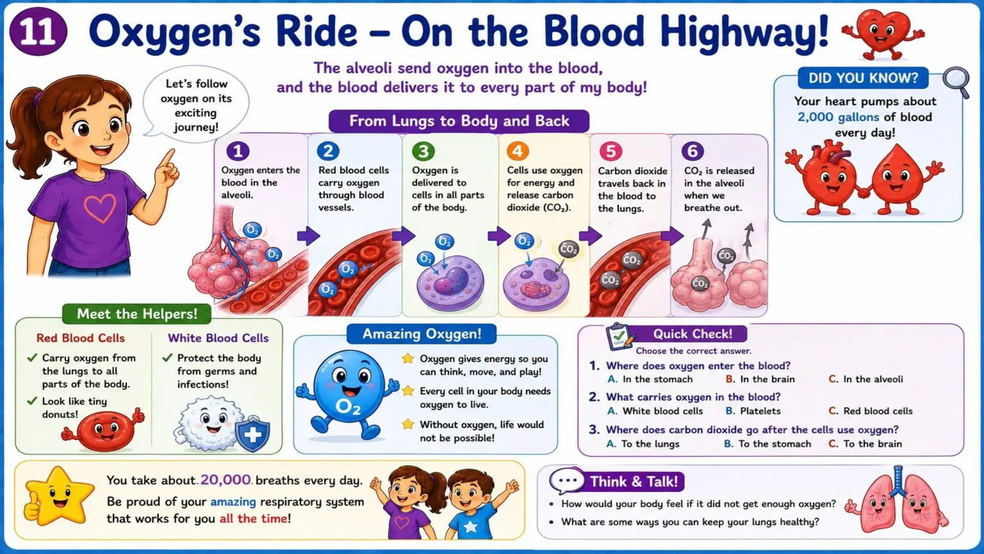 The Respiratory System: The Amazing Journey of Oxygen 11