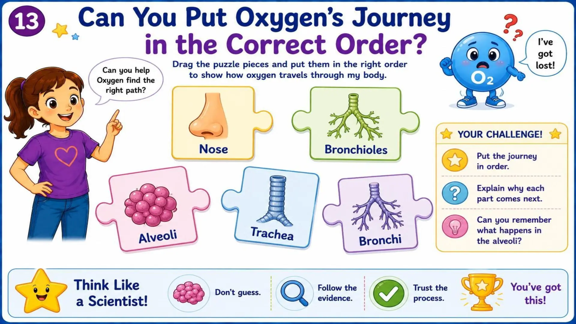 The Respiratory System: The Amazing Journey of Oxygen 14
