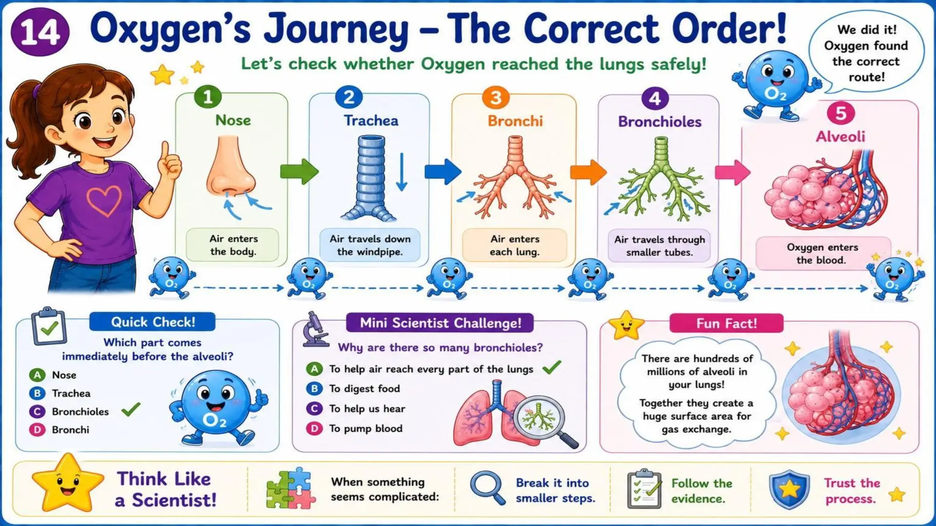 The Respiratory System: The Amazing Journey of Oxygen 15