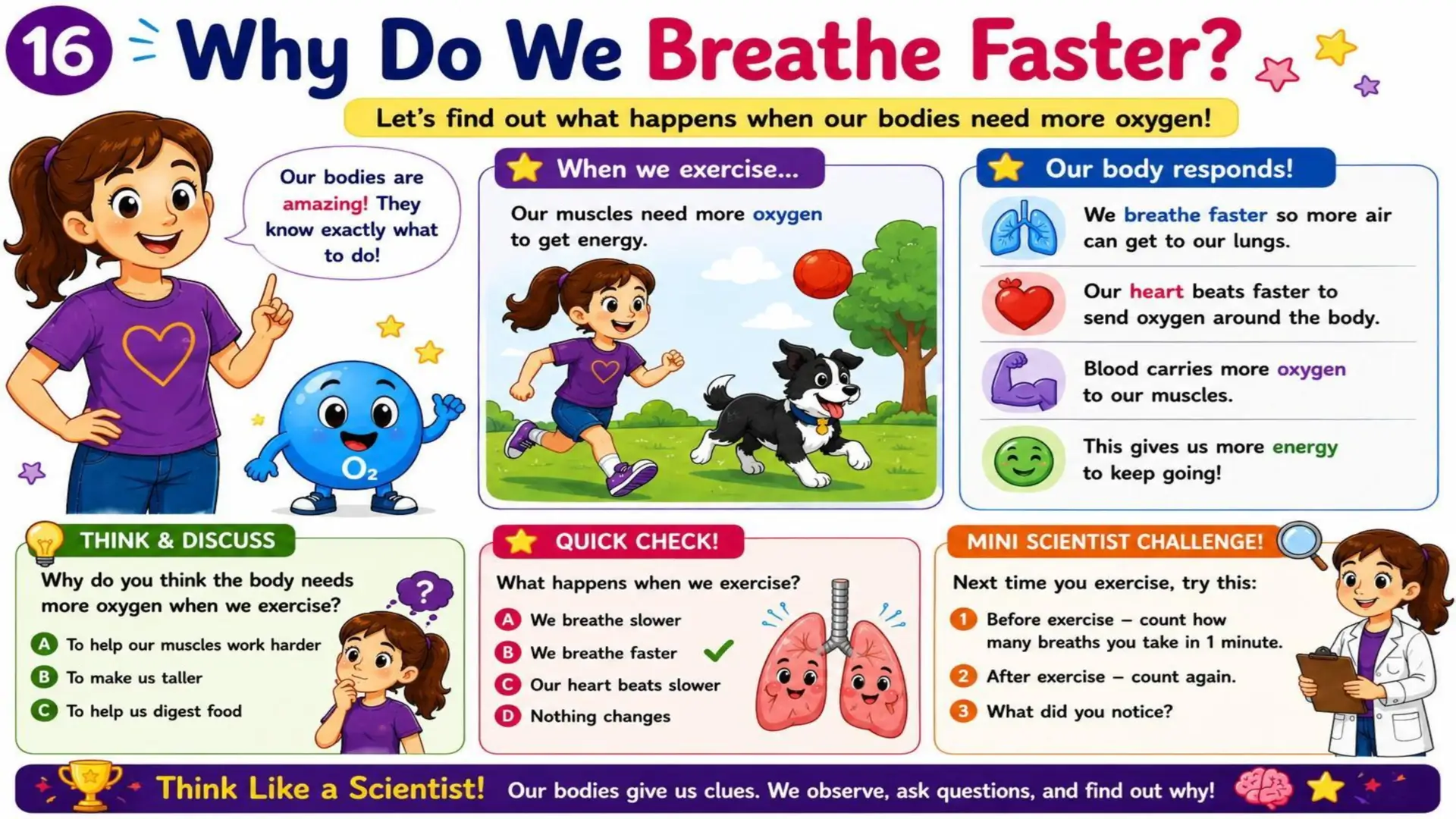 The Respiratory System: The Amazing Journey of Oxygen 17