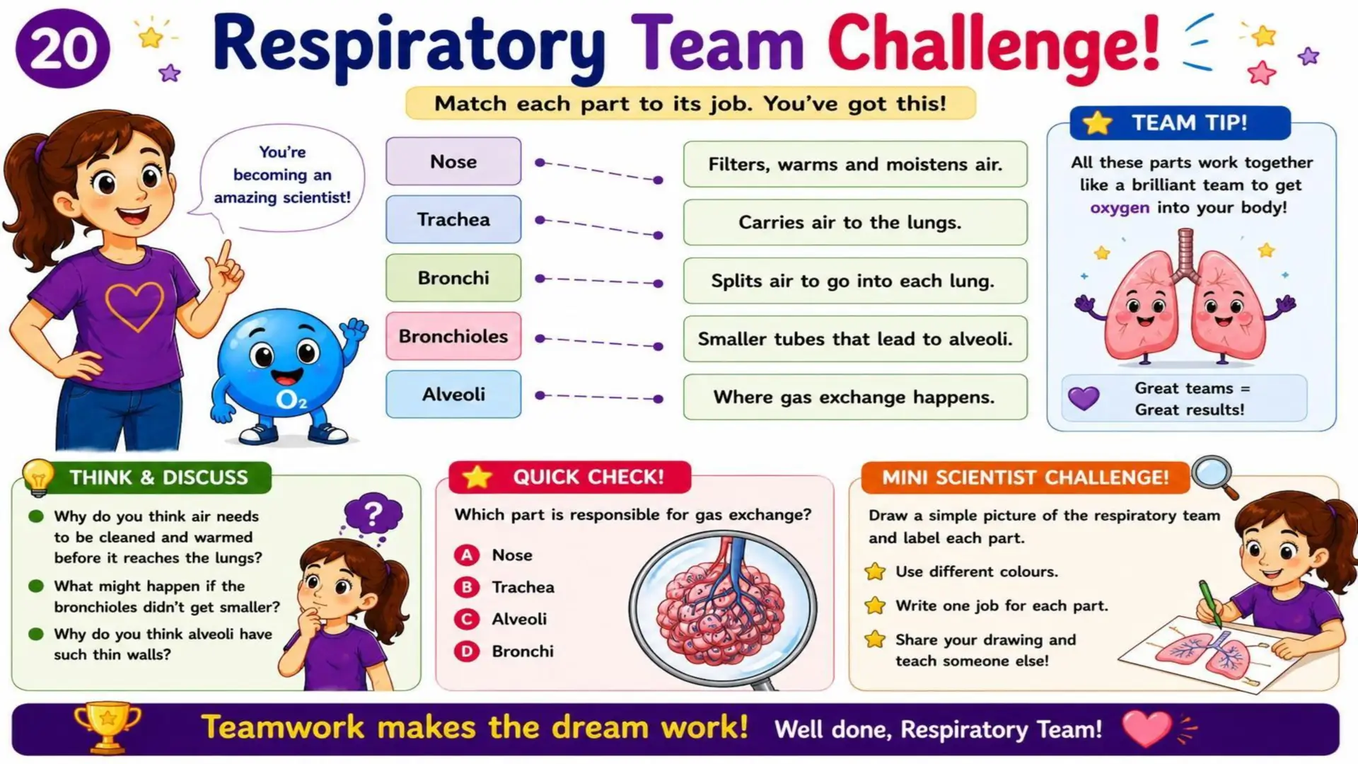 The Respiratory System: The Amazing Journey of Oxygen 21