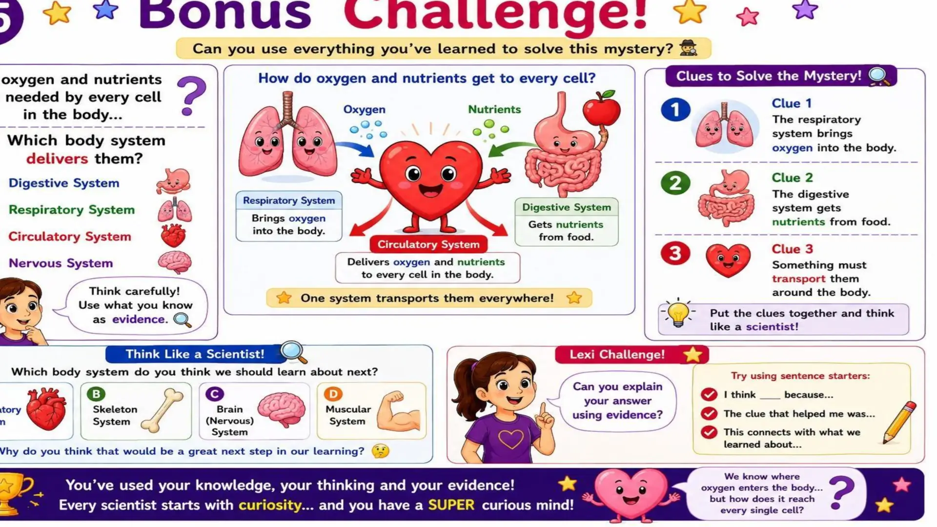 The Respiratory System: The Amazing Journey of Oxygen 26
