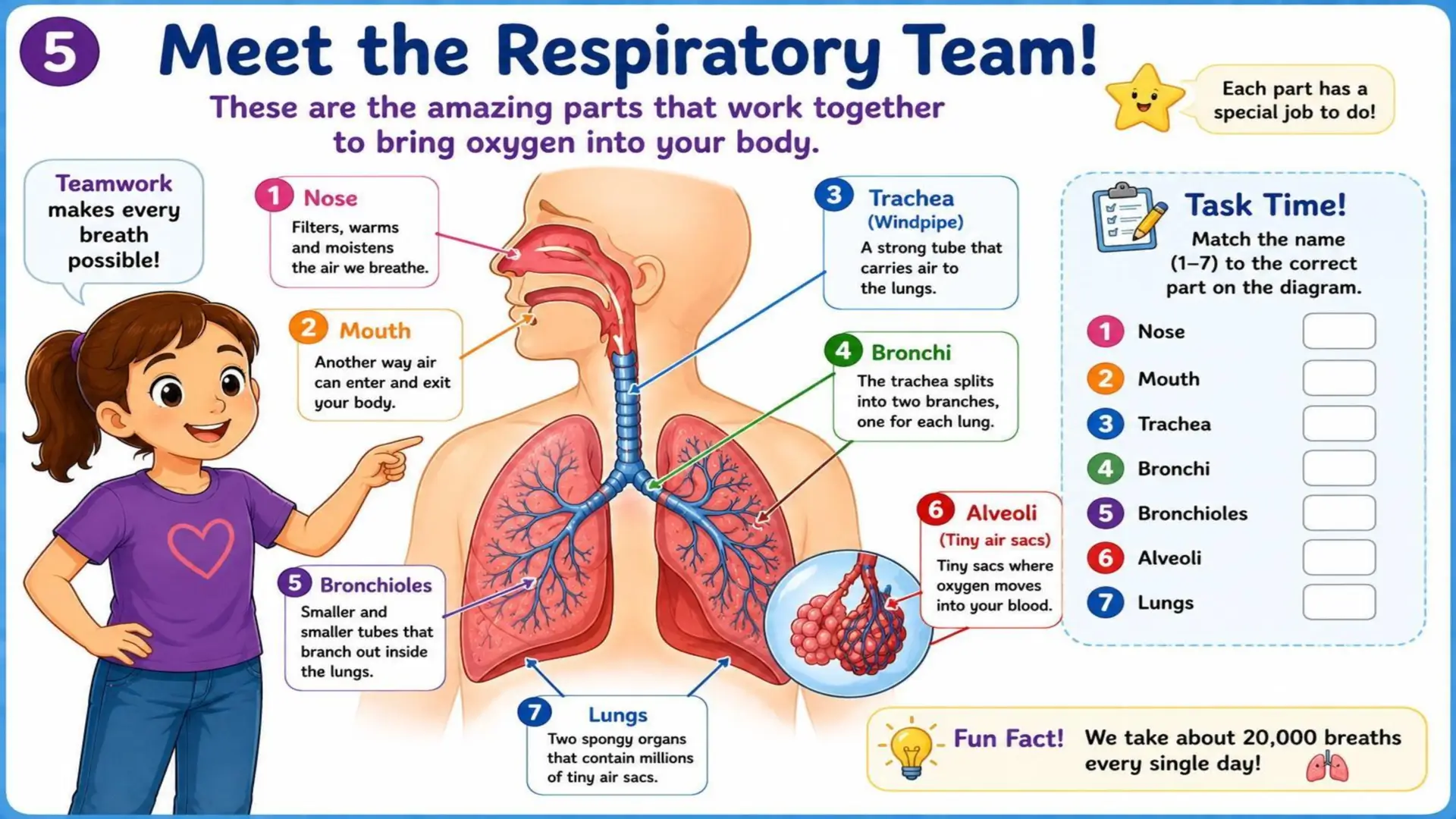 The Respiratory System: The Amazing Journey of Oxygen 5