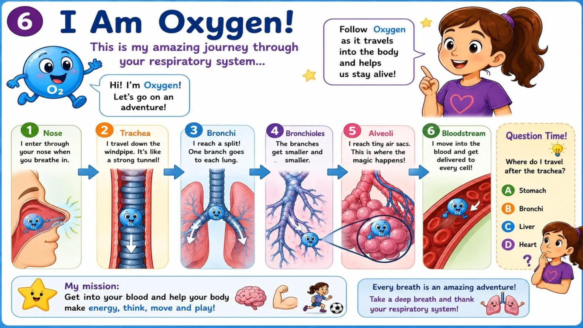 The Respiratory System: The Amazing Journey of Oxygen 6