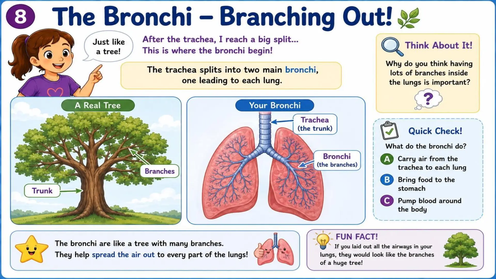 The Respiratory System: The Amazing Journey of Oxygen 8