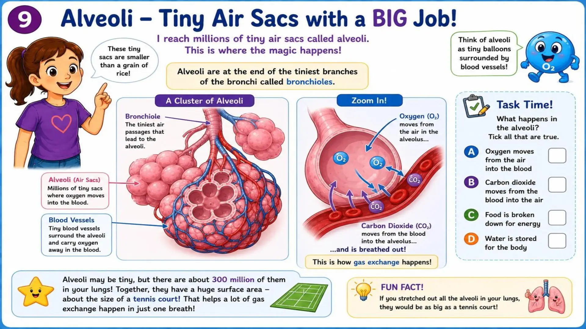 The Respiratory System: The Amazing Journey of Oxygen 9